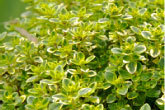 More about Benchmark Thyme